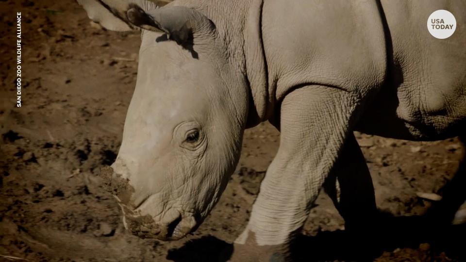 Scientists plan on using IVF to bring the Northern White Rhino away from the brink of extinction.