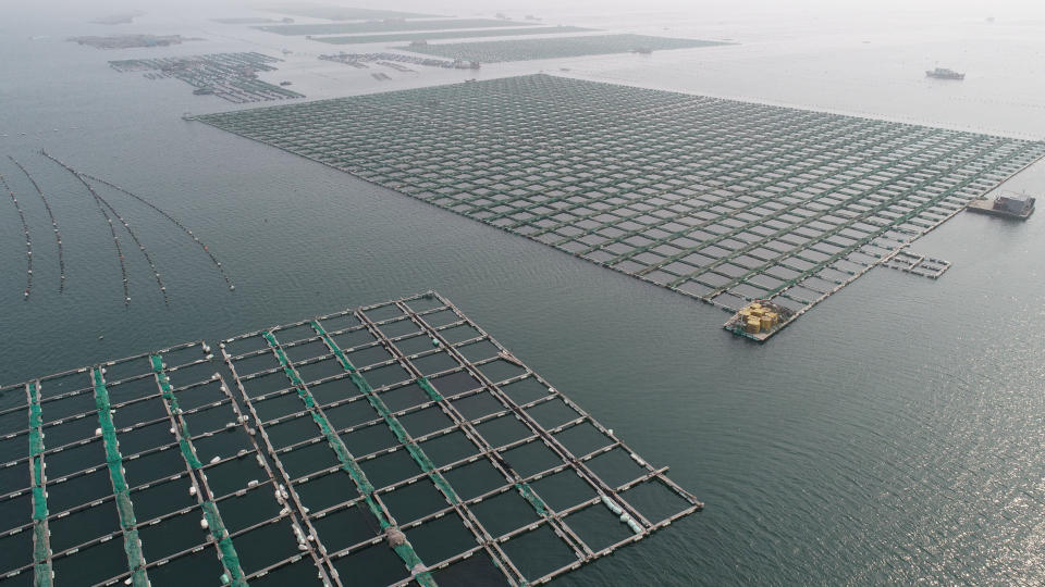 An aquaculture fishery in Qingdao, China. (Photo: Barcroft Media via Getty Images)