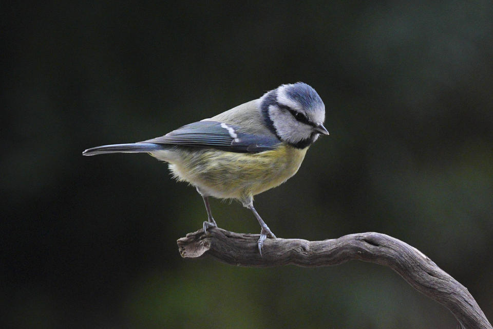 Garden bird telephoto on a lone branch