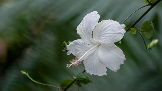 white flowers and flower names