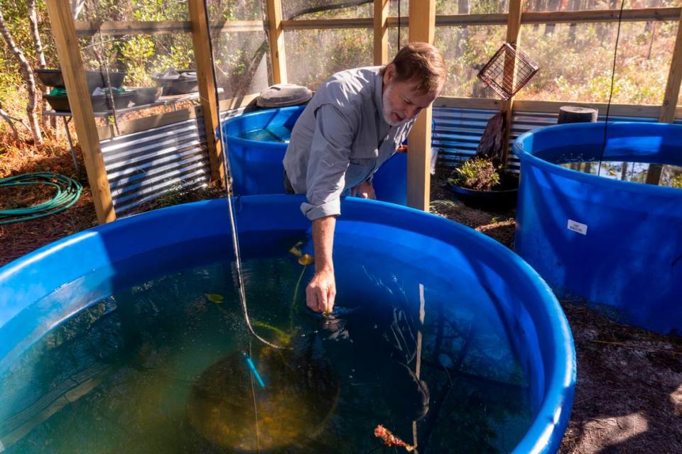Andy Wood, a biologist, tends to tanks at his Magnificent Ramshorn snail refuge in Hampstead. Wood took the Magnificent Ramshorn into captivity in the early 1990s. He has maintained a population of the snails, which have been believed to be gone from the wild for at least two decades, ever since.