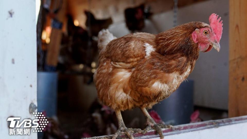 禽流感疫情過去一年肆虐美國本土，害成千上百萬隻雞無辜喪命。（圖／達志影像美聯社）