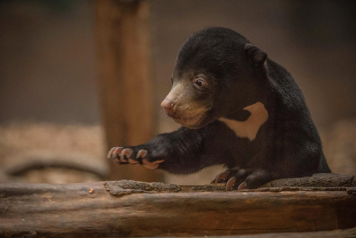 <em>First steps – the first sun bear cub born in the UK has emerged from its den for the first time (Picture: PA)</em>