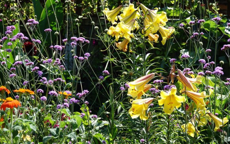 Karen Mann’s skill as a plantswoman is obvious as soon as you enter her vibrant garden in Essex - National Garden Scheme