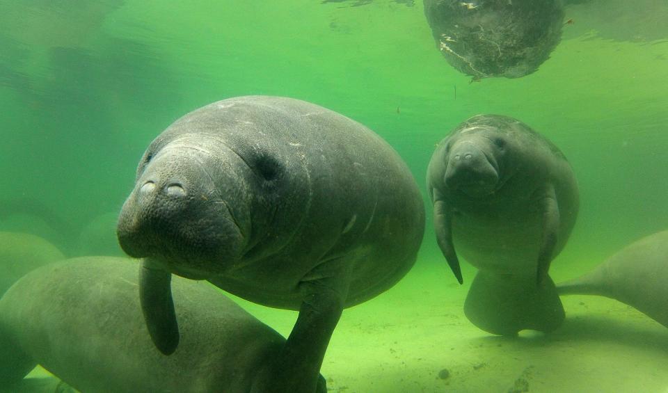 Manatees float beneath the surface at Blue Spring State Park in Orange City, Florida on Feb. 10, 2012.