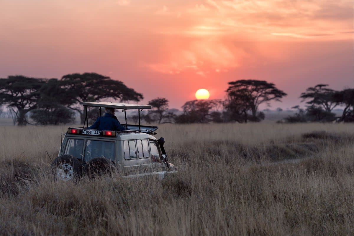 Call your agent for a greener safari (Unsplash / Hu Chen)