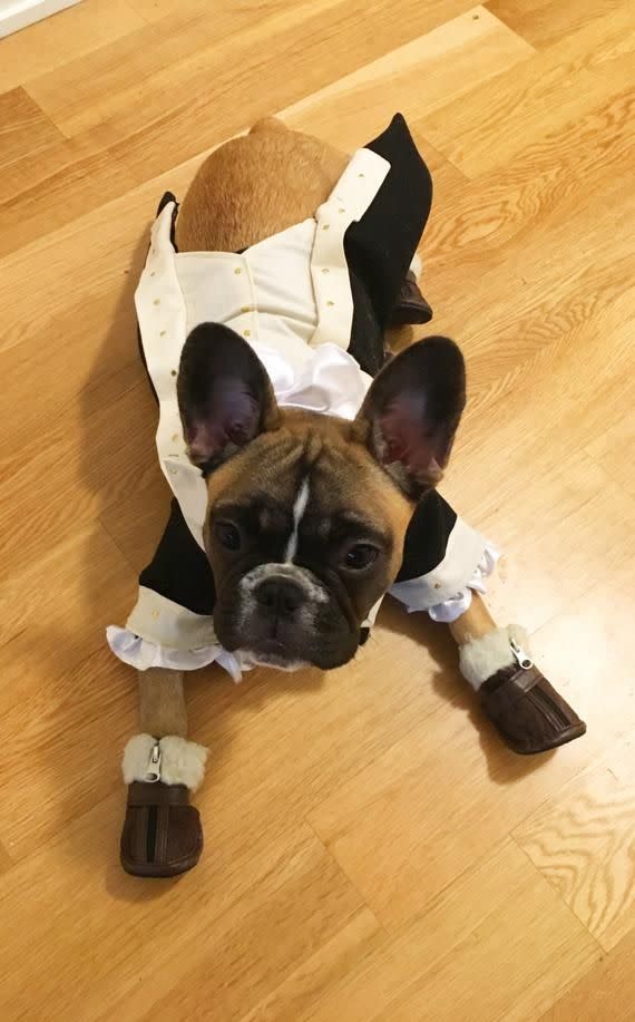 15) Alexander Hamilton Dog Costume