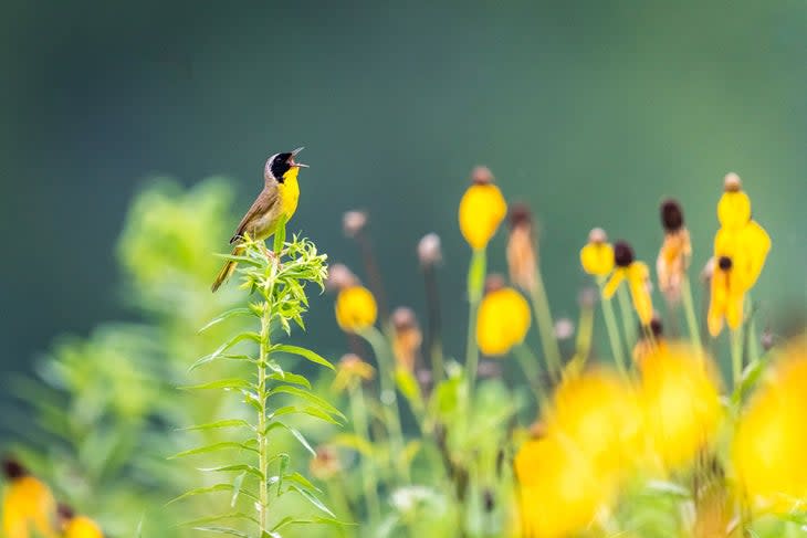 Bird camouflaged among the Wildflowers in Indiana Dunes National Park