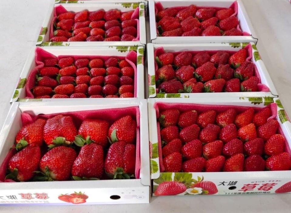 今年第一期大湖草莓果受病蟲害影響不復見碩大鮮艷。（圖：資料照）