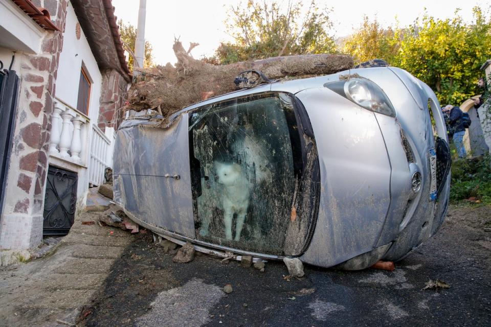 28 November 2022: A dog who got trapped in his owners' car for some 72 hours peeks through the windscreen while rescuers search for possible survivors of the family in Casamicciola, on the southern Italian island of Ischia (AP)