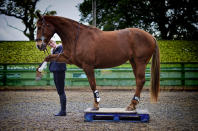 Sie kann wirklich Pfötchen geben: Stute Boo und Besitzerin Lauren aus Irland. <br> <a href="http://www.flickr.com/photos/97020643@N07/10950227935/in/pool-yahoopictureoftheday/" rel="nofollow noopener" target="_blank" data-ylk="slk:Boo and her tricks;elm:context_link;itc:0;sec:content-canvas" class="link "> Boo and her tricks </a> von <a href="http://www.flickr.com/photos/97020643@N07/" rel="nofollow noopener" target="_blank" data-ylk="slk:Donna Tzaneva;elm:context_link;itc:0;sec:content-canvas" class="link "> Donna Tzaneva </a>.