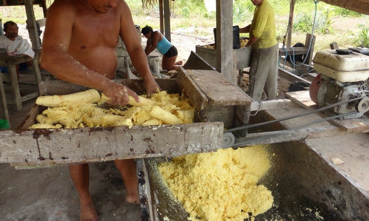 <span class="caption">Preparing manioc.</span> <span class="attribution"><span class="source">Mark Abrahams</span>, <span class="license">Author provided</span></span>