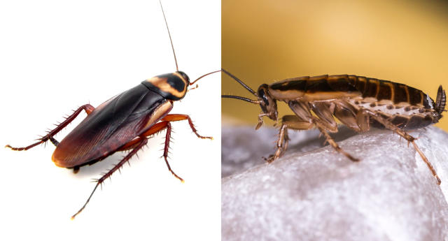 American ockroaches (left) the German Cockroach (right) 