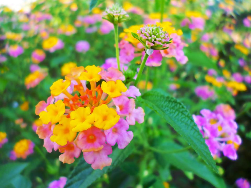 Lantana