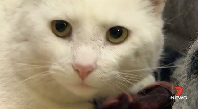 A cat survived the cruel act. Source: 7News