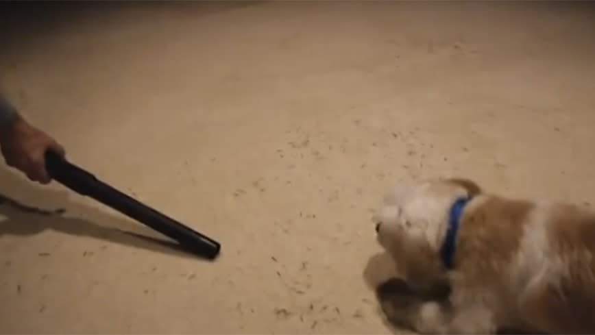 Puppy confronts his mortal enemy: The vacuum cleaner!