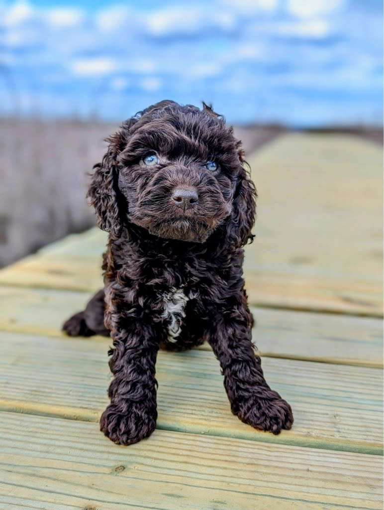 Poet, a Mini Australian Labradoodle, was named after the new album. Courtesy of Bridget Colbert