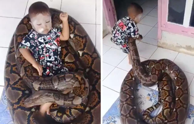 Toddler on giant python in Indonesia caught on video