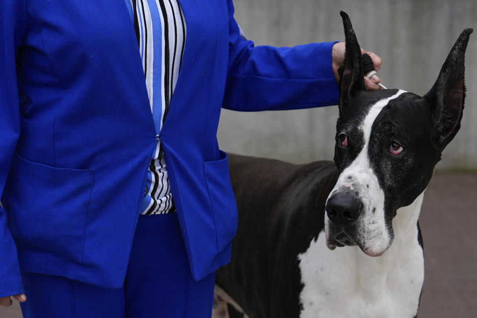 A great Dane waits for breed group judging at the 148th Westminster Kennel Club Dog show, Tuesday, May 14, 2024, at the USTA Billie Jean King National Tennis Center in New York. (AP Photo/Julia Nikhinson)