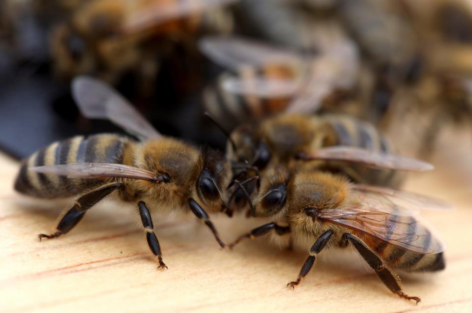 Honeybees greet each other at the hive during the Great Lakes Bee Co.'s annual bee pick-up days in Fremont, Michigan on May 15, 2021. Beekeepers from around the state bought framed nucs, the wood box structure where honey bees and their queens live and produce honey.