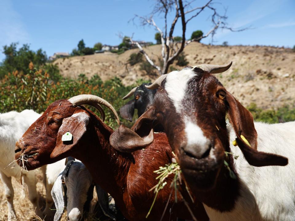 Grass hangs out of the side of a goat's mouth as the animals graze on dry grass and alfalfa