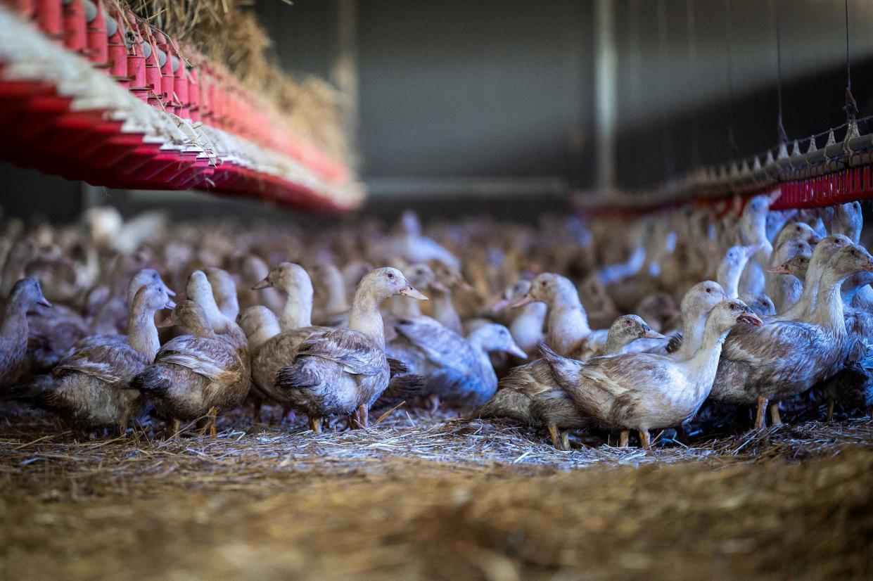 Female ducks bred for the production of foie gras are confined in a shed on November 28, 2022 in Sarrant, southwestern France, to prevent the risk of contamination by avian flu. (Photo by Lionel BONAVENTURE / AFP)