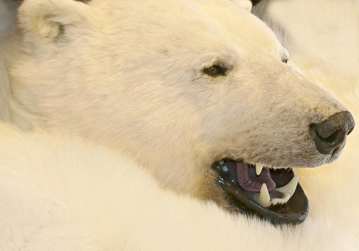 polar bear rug