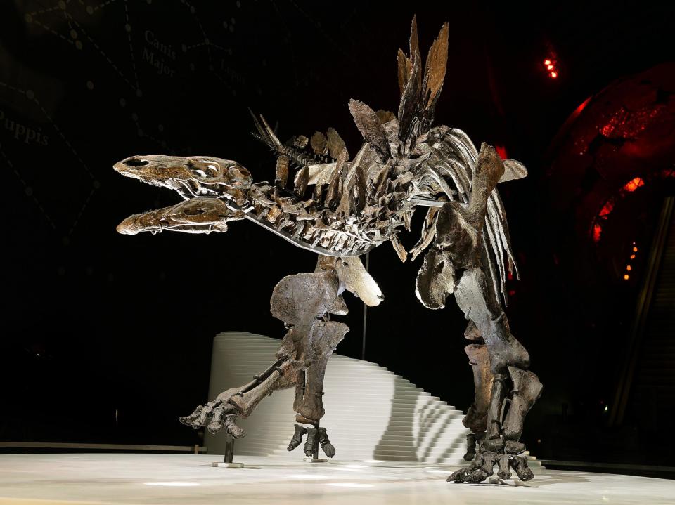 A file picture of a Stegosaurus fossil on display at the Natural History Museum in London: PA