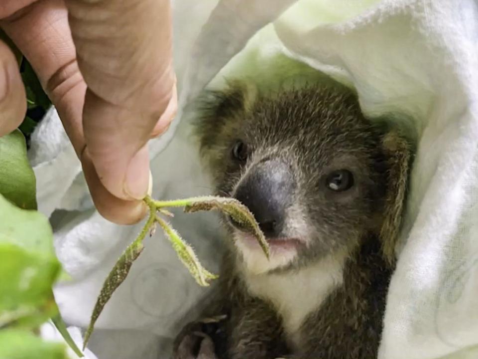 無尾熊Grace染急性白血病，北市動物園忍痛安樂死。（台北市立動物園提供）