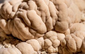 Lion's Mane mushrooms grown at Optimi Health facility in Princeton, British Columbia.