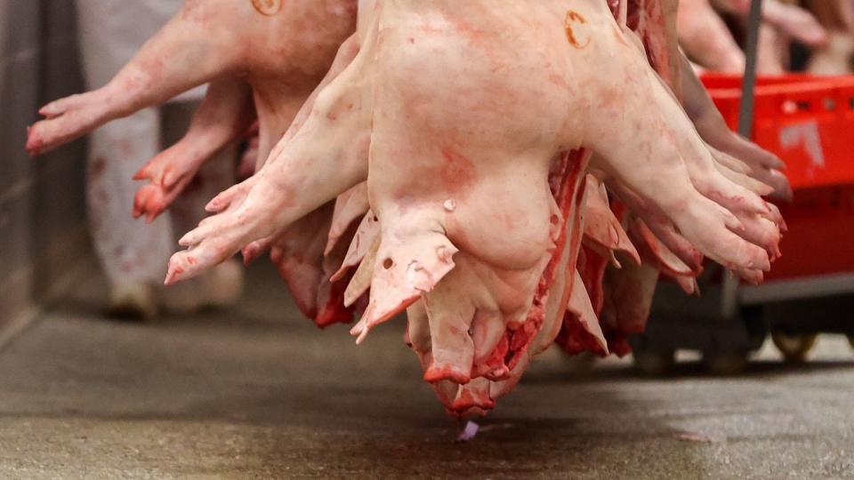 Schweinehälften in einem Schlachtbetrieb: Das Arbeitsschutzkontrollgesetz soll der Branche ein Verbot von Werkverträgen verordnen.