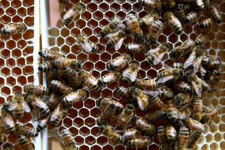 FILE PHOTO: Bees are seen on a beehive frame with honeycomb filled with honey at beekeeper Leonid Baranenko's bee garden in the village of Mikhaylovka, Belarus June 24, 2017. REUTERS/File Photo