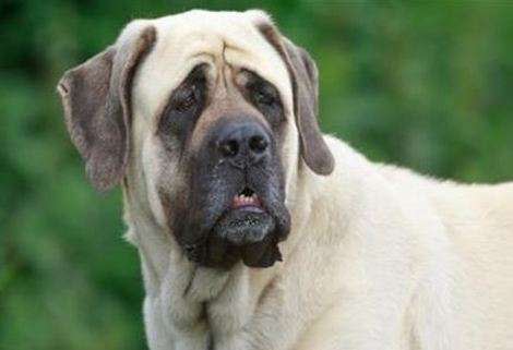 Image of Mastiff via Shutterstock