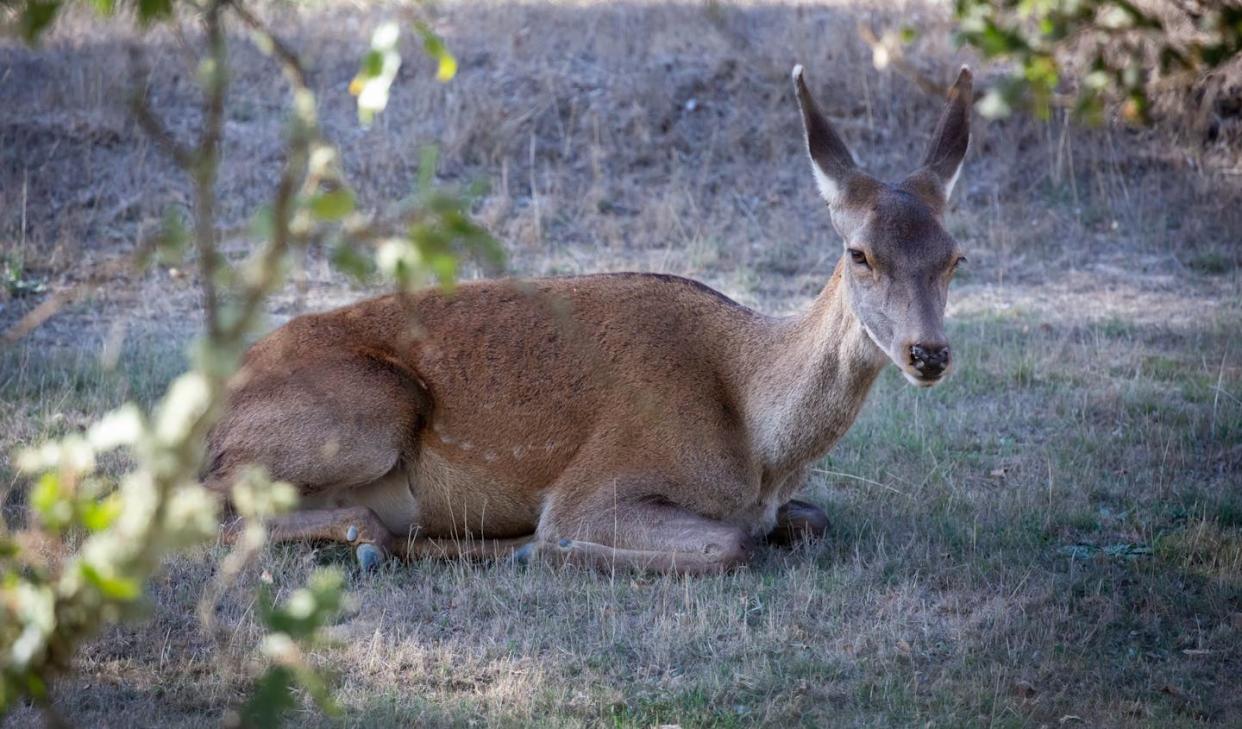 <a href="https://www.shutterstock.com/es/image-photo/cervus-elaphus-red-deer-female-lying-2221284115" rel="nofollow noopener" target="_blank" data-ylk="slk:LFRabanedo / Shutterstock;elm:context_link;itc:0;sec:content-canvas" class="link ">LFRabanedo / Shutterstock</a>