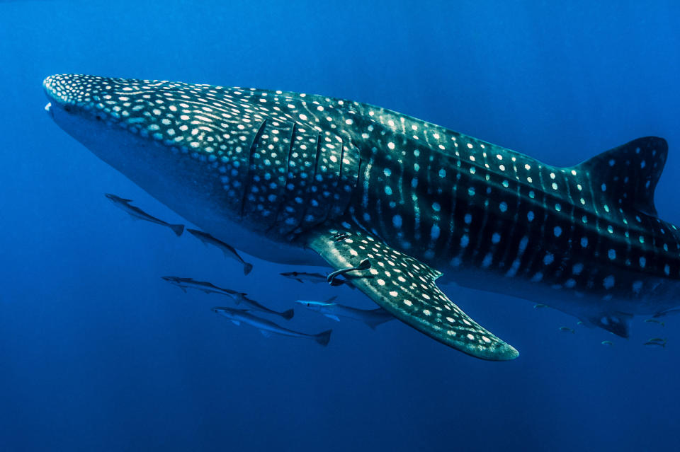 Whale shark.