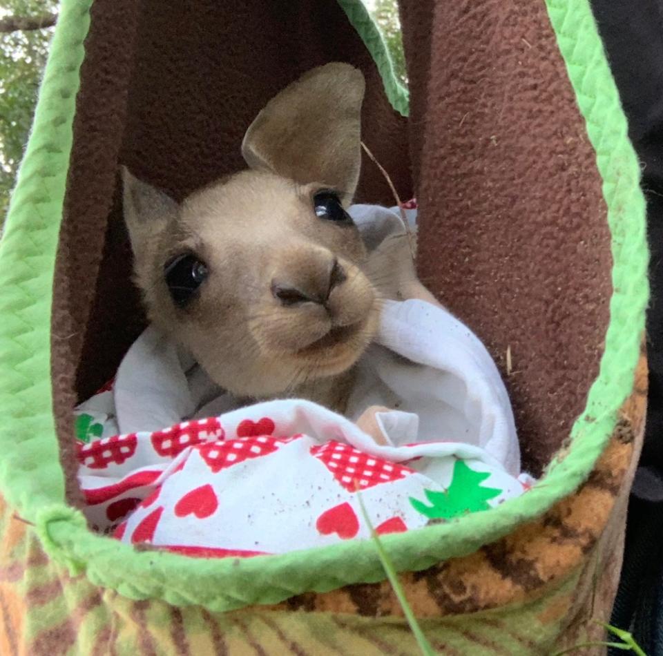 Morty the orphaned kangaroo inside a homemade pouch.