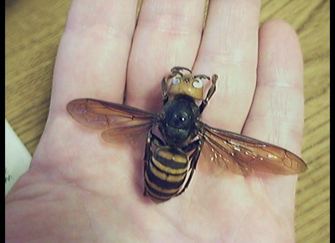<em>Vespa mandarina japonica</em>     Look out for it in: Japan, China, Taiwan, Korea    Why you should fear it:  Stings deliver a powerful neurotoxin that could be fatal.    Notorious victim: Dr. Masato Ono, the world's leading expert on the giant hornet, said the sting felt like "a hot nail through my leg."
