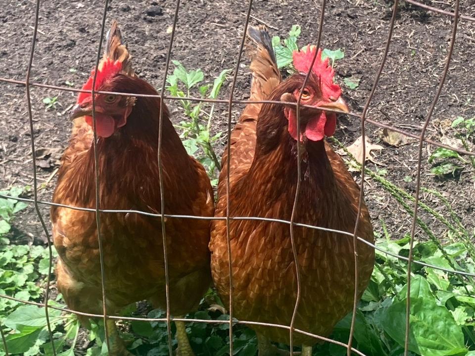 Some of Mike Holloway's 20 or so chickens at his home in Loami, Ill. An advisory referendum in the Sangamon County village southwest of the Springfield will gauge voters' preference about allowing chicken coops in its corporate limits.