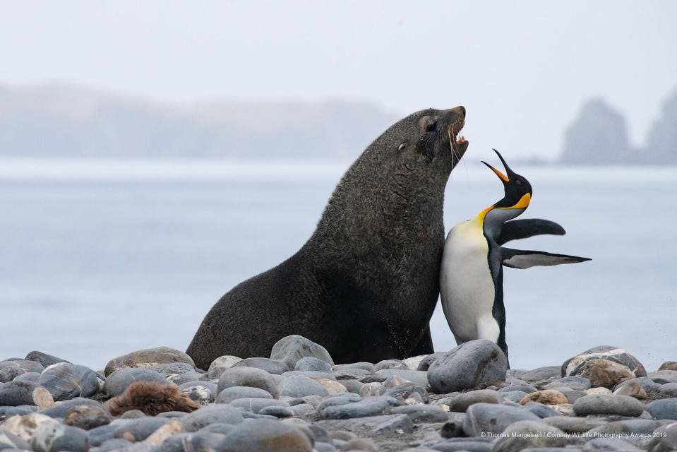 Fotografía, Animales, Competencia