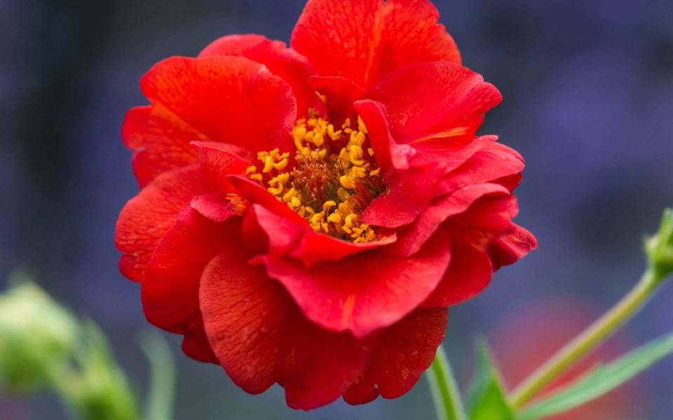 best poppy varieties that grow in all types of soil uk 2022 garden plant how to buy summer plant flower - GAP Photos / Howard Rice