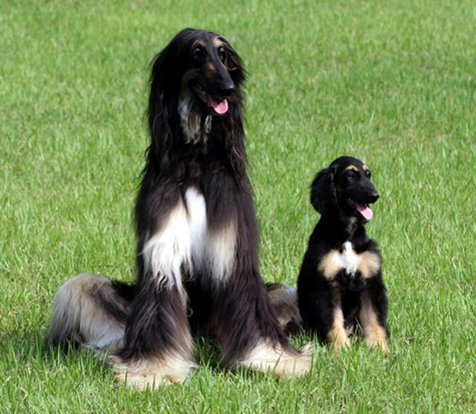 Snuppy (R), the first male dog cloned from adult cells by somatic nuclear cell transfer, and a male Afghan hound from which an adult skin cell was taken to clone Snuppy, are seen in this handout photo released in Seoul, August 3, 2005. Man's best friend joined the list of cloned animals as South Korean scientists led [by Dr. Woo-Suk Hwang] announced on Wednesday they had created the world's first cloned dog from an Afghan hound.