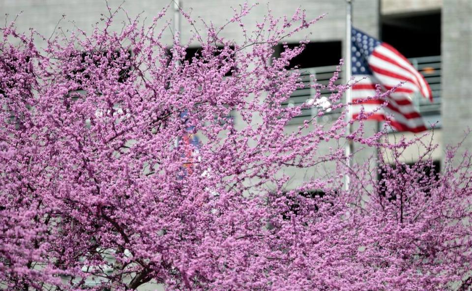 The U.S. flag is framed by a bright row of budding eastern redbud trees in front of the Raleigh Convention Center in a file photo from 2016.