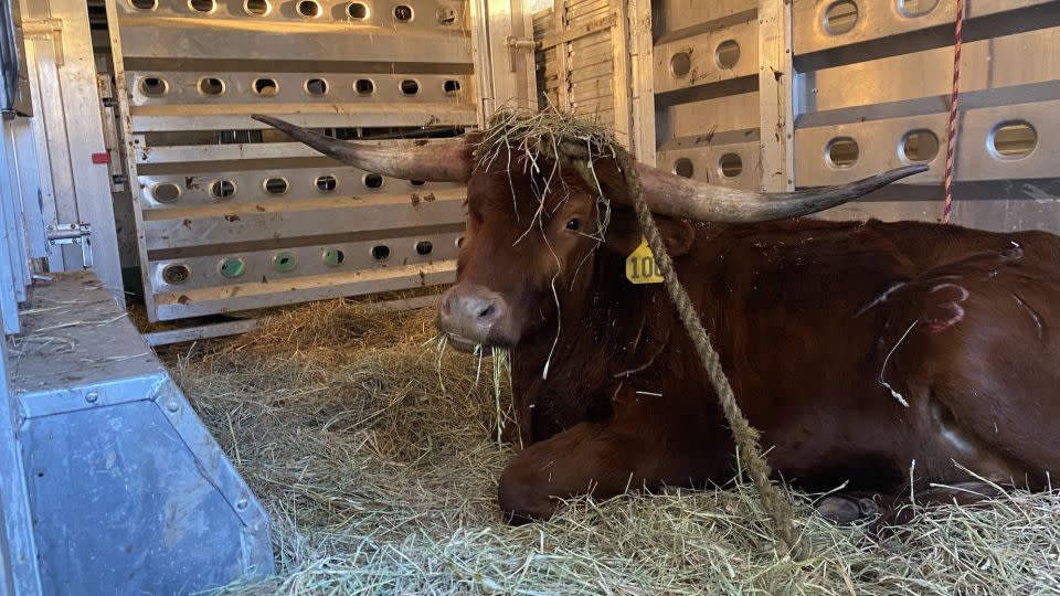 Ricardo, a Texas Longhorn steer, recuperates after a long day. - Courtesy Mike Stura