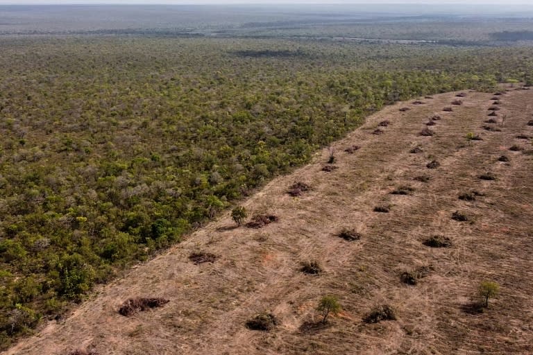 Déforestation du Cerrado (savane) indigène à Sao Desiderio, dans l'ouest de l'État de Bahia à l'est de Brasilia, le 25 septembre 2023 (Florence GOISNARD)