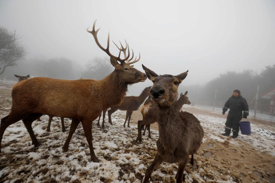 Reindeer are pictured following a snow storm at Odem Moshav in the Israel-annexed Golan Heights, on January 19, 2022.