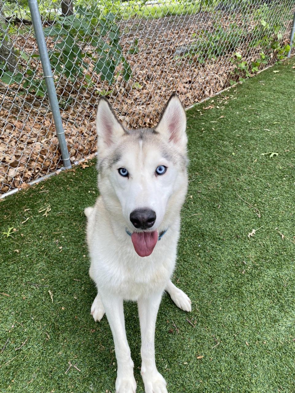 Howl was removed from a home in Tiverton in May, and efforts are still underway to find him a suitable home outside Rhode Island, where it's illegal to keep wolf dogs.