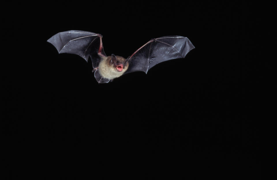 A bat is pictured in flight.