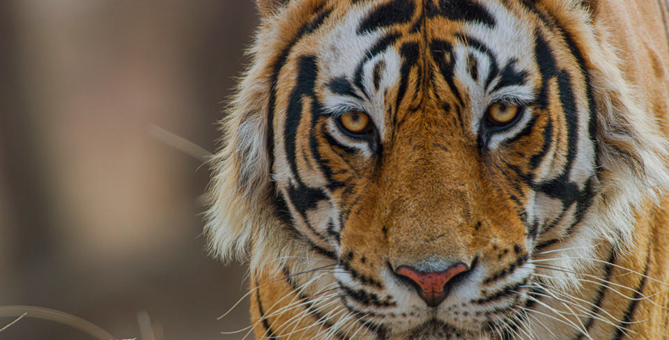 Tiger (April 22 on Disney+)