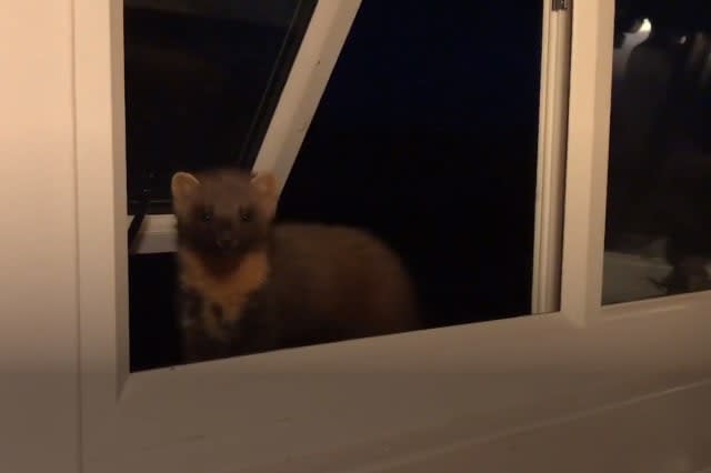 A cheeky pine marten surprised a wildlife lover - by peeking in through a window at a rural retreat