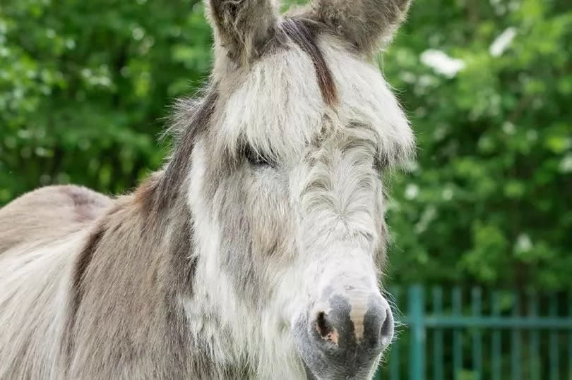 The Donkey Sanctuary in Manchester is at risk of closure -Credit:(The Donkey sanctuary/Instagram)